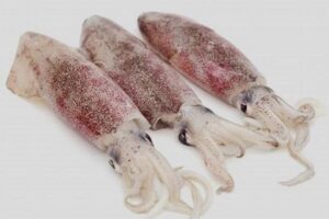 原隻魷魚 (烏賊)